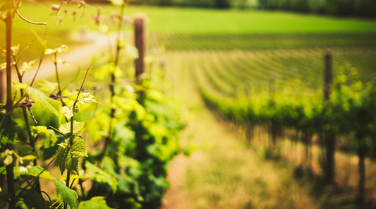Como o Solo Influencia o Sabor do Vinho